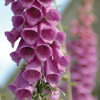 Photo of foxgloves