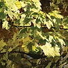 Photo of leaves