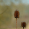 Photo of teasle