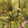 Photo of flowers