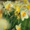 Photo of daffodils