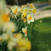 Photo of daffodils
