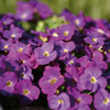 photo of flowers